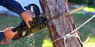 Best Stump Grinding and Removal  in Secaucus, NJ