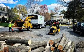 Best Tree Cabling and Bracing  in Secaucus, NJ