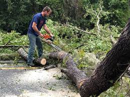 Best Tree Health Inspection  in Secaucus, NJ