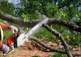 Professional Tree Services in Secaucus, NJ