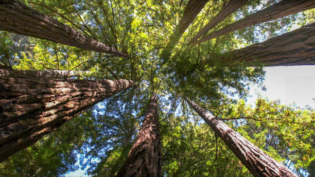 Best Tree Risk Assessment  in Secaucus, NJ
