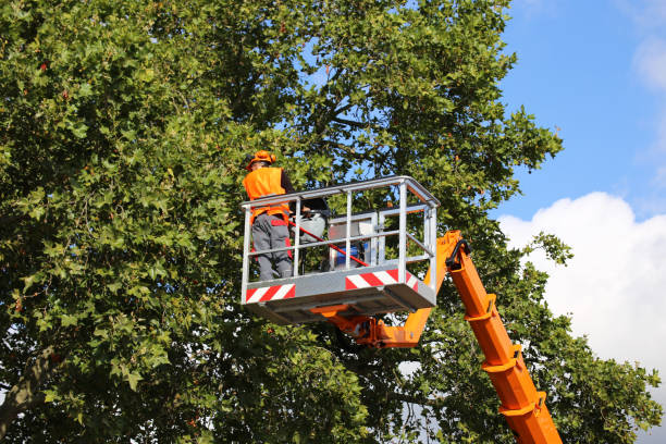 Best Tree Disease Treatment  in Secaucus, NJ