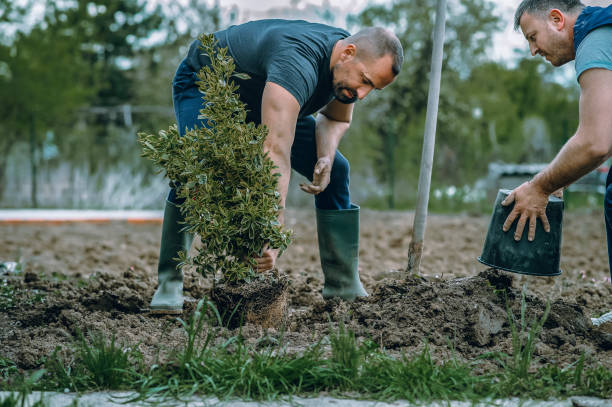 Best Tree Maintenance Programs  in Secaucus, NJ