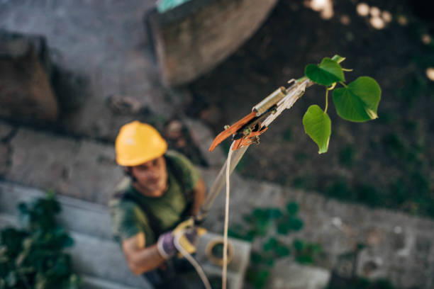 How Our Tree Care Process Works  in  Secaucus, NJ