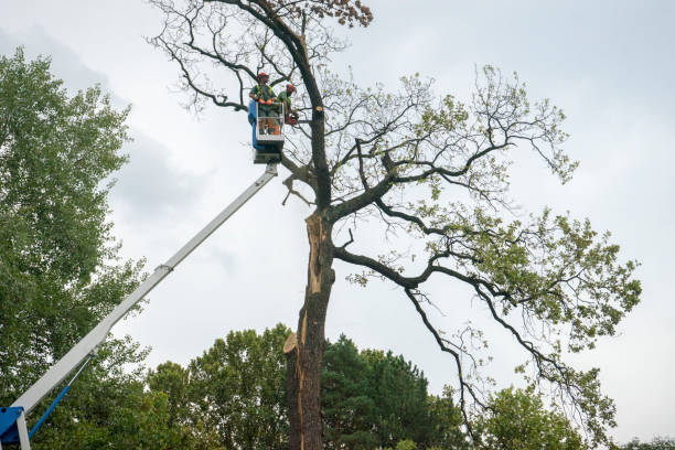 Best Leaf Removal  in Secaucus, NJ