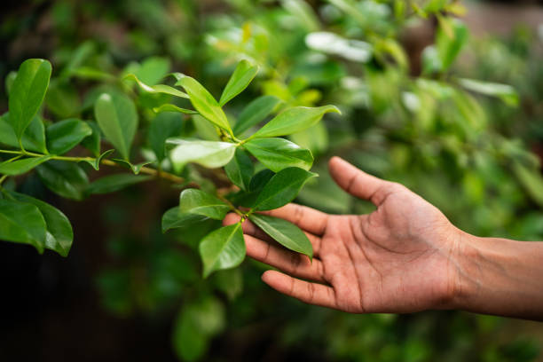 Best Tree Mulching  in Secaucus, NJ