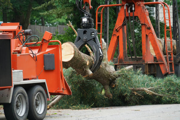 Best Tree Removal  in Secaucus, NJ