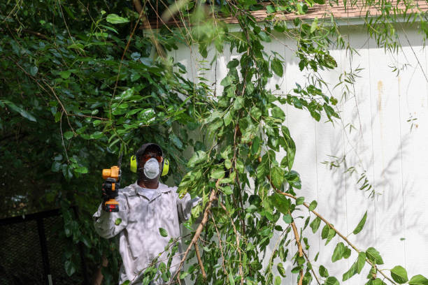 Best Root Management and Removal  in Secaucus, NJ